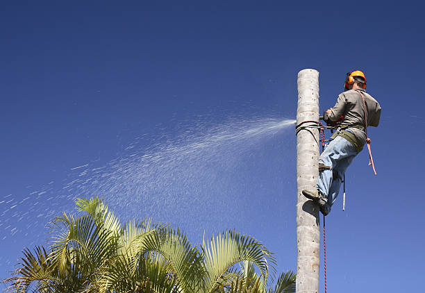 Best Tree Cabling and Bracing  in Pahala, HI