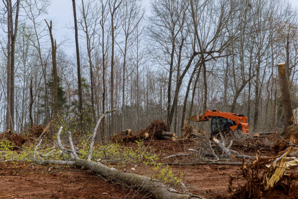  Pahala, HI Tree Services Pros