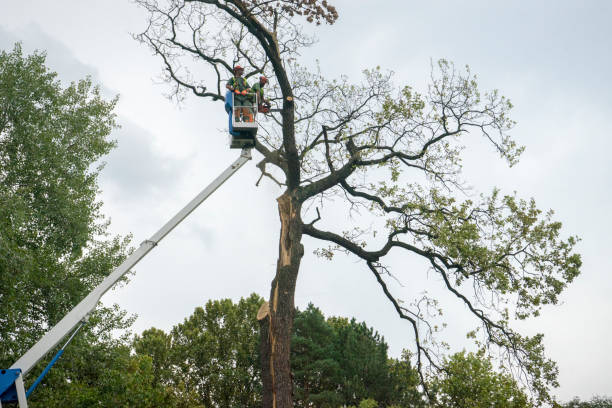 Best Fruit Tree Pruning  in Pahala, HI