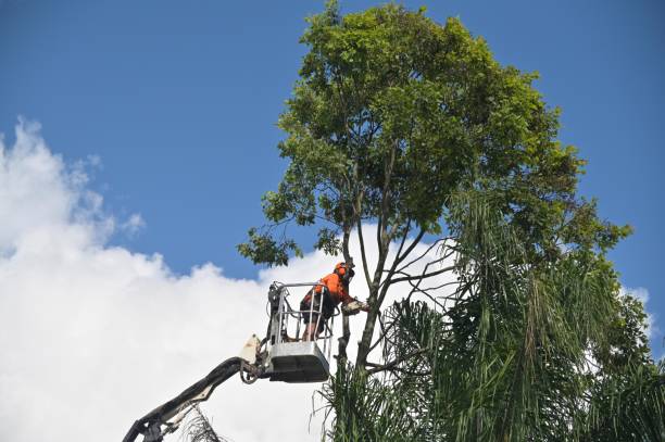 Professional Tree Services in Pahala, HI