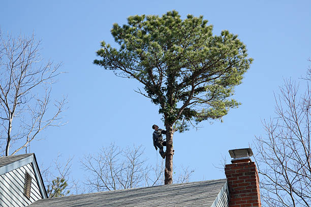 How Our Tree Care Process Works  in  Pahala, HI